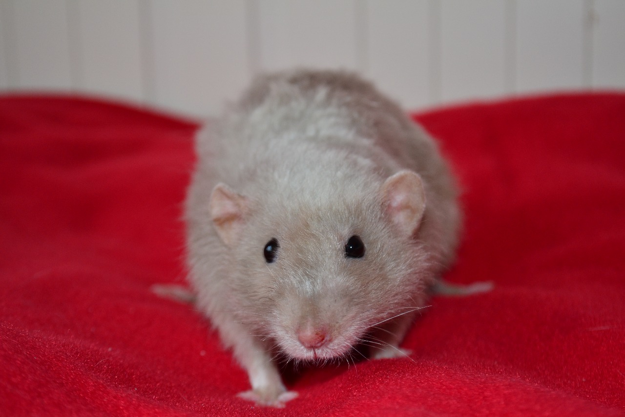 Za duhovým mostem :: BIG MOUSE